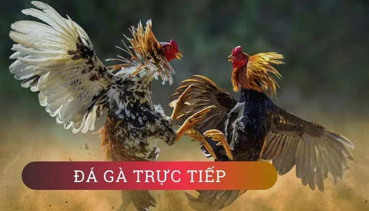 Cách Chơi Đá Gà GA28 Tại Xoso66 Hướng Dẫn Chi Tiết Nhất 2 Tiêu đề: Cách Chơi Đá Gà GA28 Tại Xoso66 Hướng Dẫn Chi Tiết Nhất