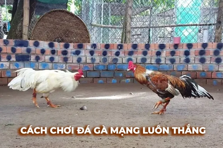 Cách Chơi Đá Gà Sabong Tại Xoso66 An Toàn Hiệu Quả Chi Tiết 2 Tiêu Đề: Cách Chơi Đá Gà Sabong Tại Xoso66 An Toàn Hiệu Quả Chi Tiết