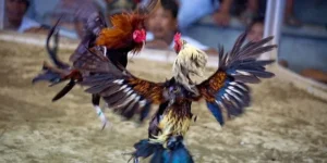 Cách Chơi Đá Gà Sabong Tại Xoso66 An Toàn Hiệu Quả Chi Tiết 3 Tiêu Đề: Cách Chơi Đá Gà Sabong Tại Xoso66 An Toàn Hiệu Quả Chi Tiết